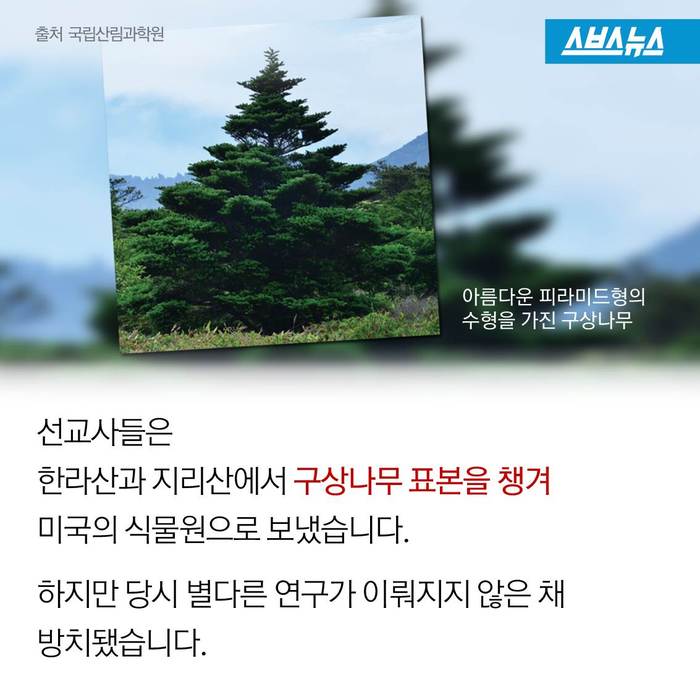 크리스마스 트리,원산지는 한국 | 인스티즈