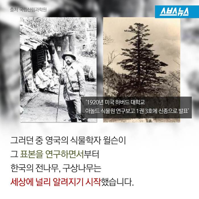 크리스마스 트리,원산지는 한국 | 인스티즈