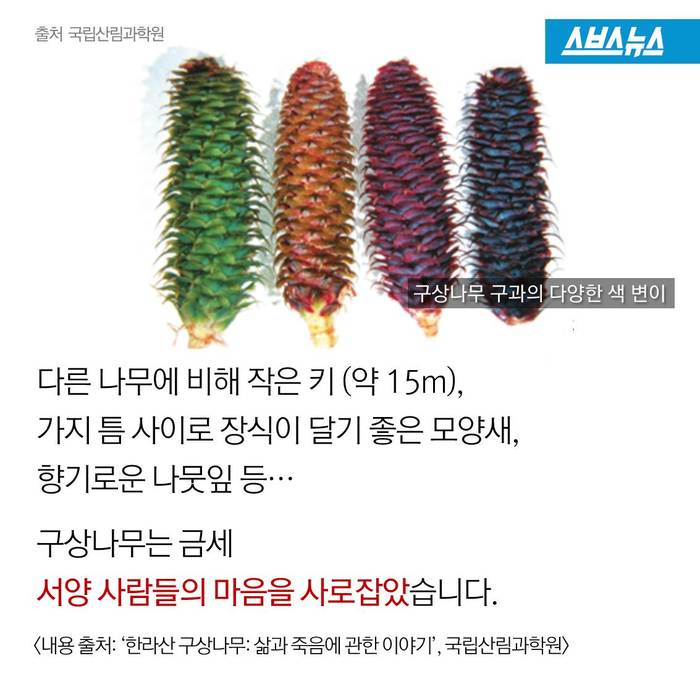 크리스마스 트리,원산지는 한국 | 인스티즈