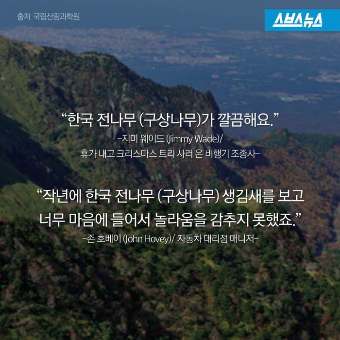 크리스마스 트리,원산지는 한국 | 인스티즈