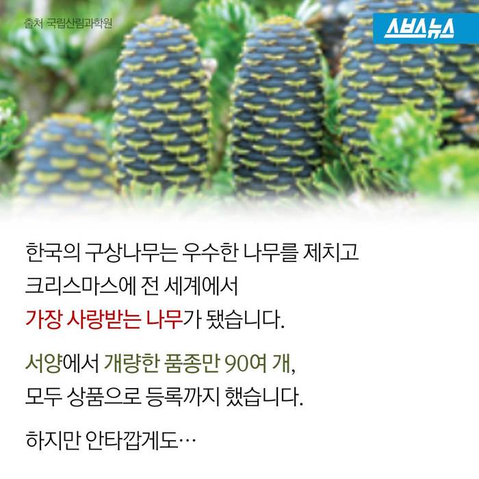 크리스마스 트리,원산지는 한국 | 인스티즈