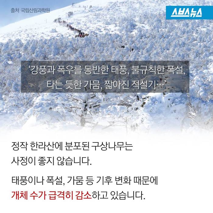 크리스마스 트리,원산지는 한국 | 인스티즈