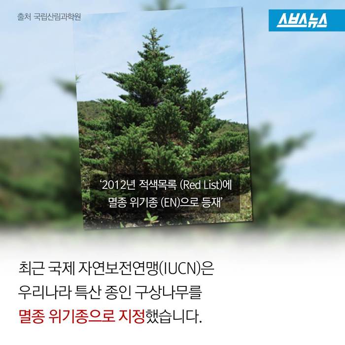 크리스마스 트리,원산지는 한국 | 인스티즈