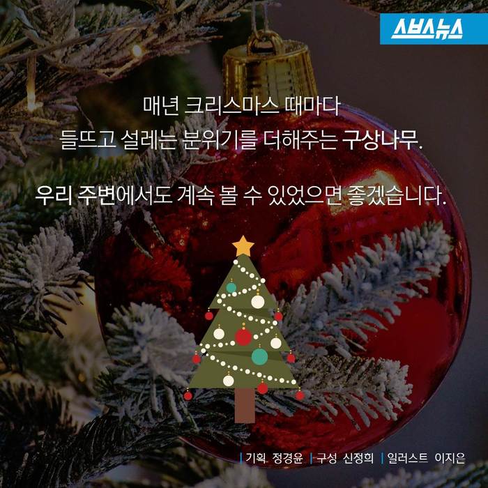 크리스마스 트리,원산지는 한국 | 인스티즈