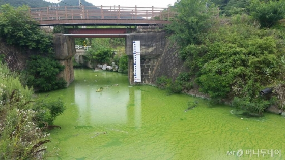 오염된 영산강의 모습.