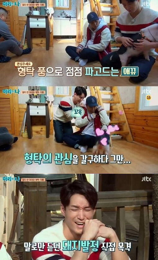 돼지두마리 이미지