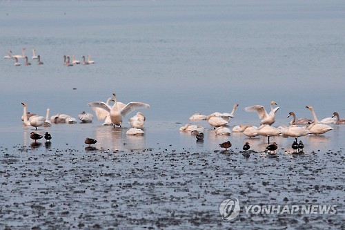 강진만의 겨울손님 큰고니떼 (강진=연합뉴스) 정회성 기자 = 19일 오후 전남 강진만에서 월동을 위해 찾아온 천연기념물 제201호 큰고니떼가 휴식을 취하고 있다.