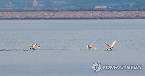 비상하는 강진만의 큰고니 (강진=연합뉴스) 정회성 기자 = 19일 오후 전남 강진만에서 월동을 위해 찾아온 천연기념물 제201호 큰고니가 바다를 활주로 삼아 비상하고 있다.