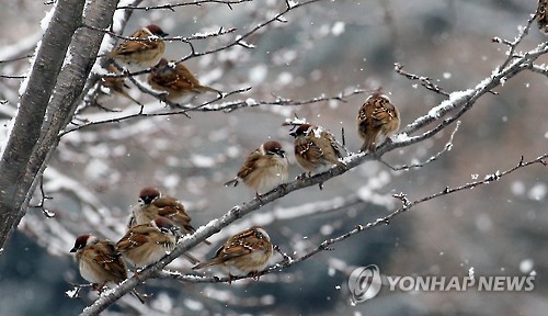 참새 이미지
