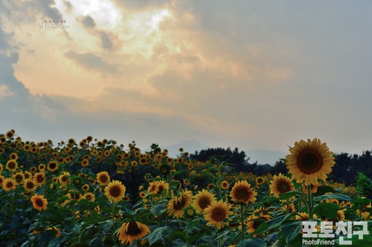 09월_가을 즐기는 해바라기