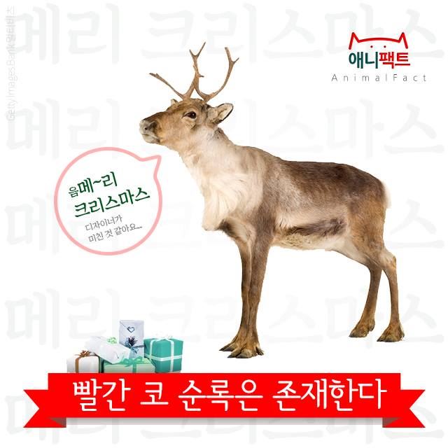 빨간코 이미지