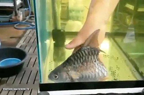 【서울=뉴시스】태국 랏차부리 어시장의 상인인 와차라 초티(36)가 보관한 물고기 '아이-할프'는 반쪽만 달린 상태에서 6개월간 생존했다. (사진출처: 미러) 2015.12.24