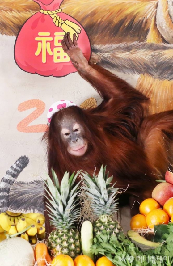 2016년 병신년(丙申年)을 나흘 앞둔 지난 28일 오전 경기도 용인시 에버랜드 동물원에서 새끼 오랑우탄이 새해 인사를 하고 있다. /사진=홍봉진 기자 honggga@