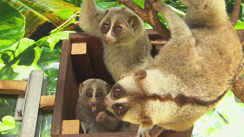 굶주린 채 발견된 슬로로리스 원숭이..근황 공개 - SBS