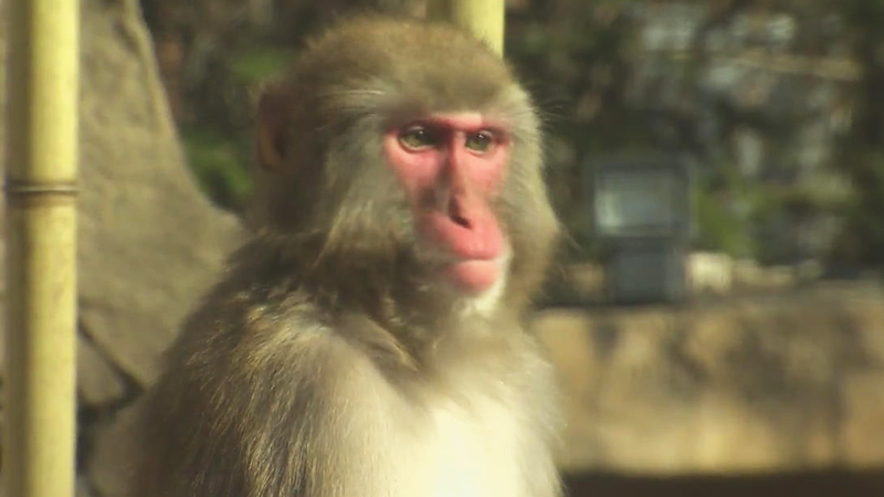 다복·장수, 영리한 재주꾼..우리가 몰랐던 원숭이 - SBS