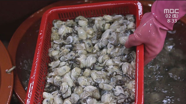 겨울철 별미, 굴 - MBC