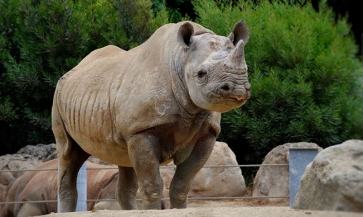 새해 첫날 45세 생일맞은 멸종위기 '검정 코뿔소' - 서울신문
