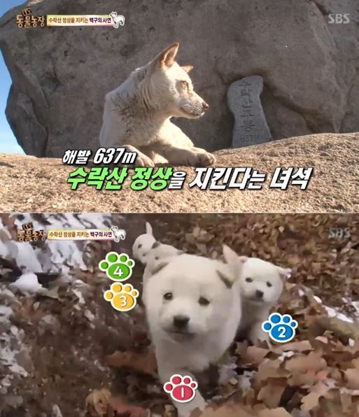 곰순이 이미지