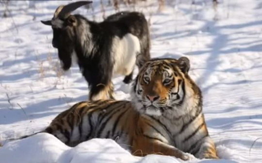 유튜브 영상 캡처