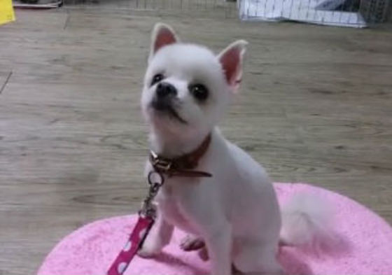 하쿠 이미지