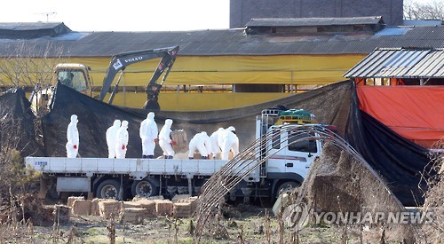 바뀐 구제역 메뉴얼이 '돼지 운명' 갈랐다 - 연합뉴스