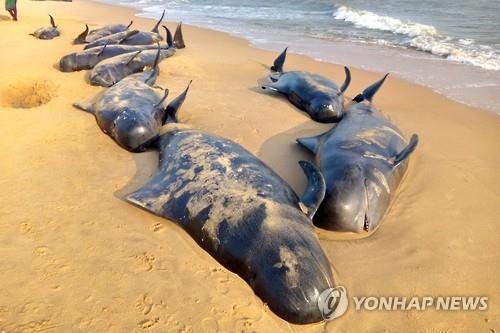 12일 인도 남부 타밀나두 주 투티코린 해변에 들쇠고래가 떠밀려 내려와 있다.(EPA=연합뉴스)