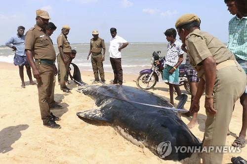 12일 인도 남부 타밀나두 주 투티코린 해변에서 인도 동물보호당국 관리들이 해변에 떠밀려 온 고래의 길이를 재고 있다.(AP=연합뉴스)