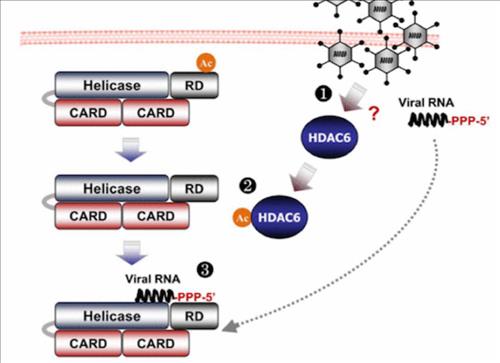 생체 면역체계의 RNA 바이러스 침입 인지과정 규명 - 연합뉴스