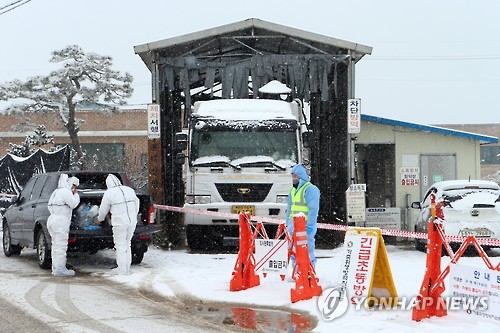 고창서 구제역 살처분 도중 돼지가 근로자 들이받아 '중상' - 연합뉴스