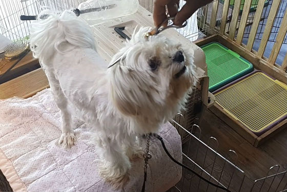 모츠 이미지