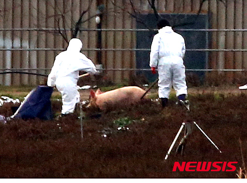 살처분당하는게 무서워 도망가는 돼지...ㅠㅠㅠㅠㅠㅠㅠㅠㅠㅠjpg | 인스티즈