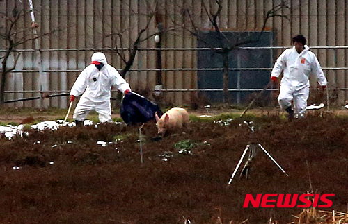 살처분당하는게 무서워 도망가는 돼지...ㅠㅠㅠㅠㅠㅠㅠㅠㅠㅠjpg | 인스티즈