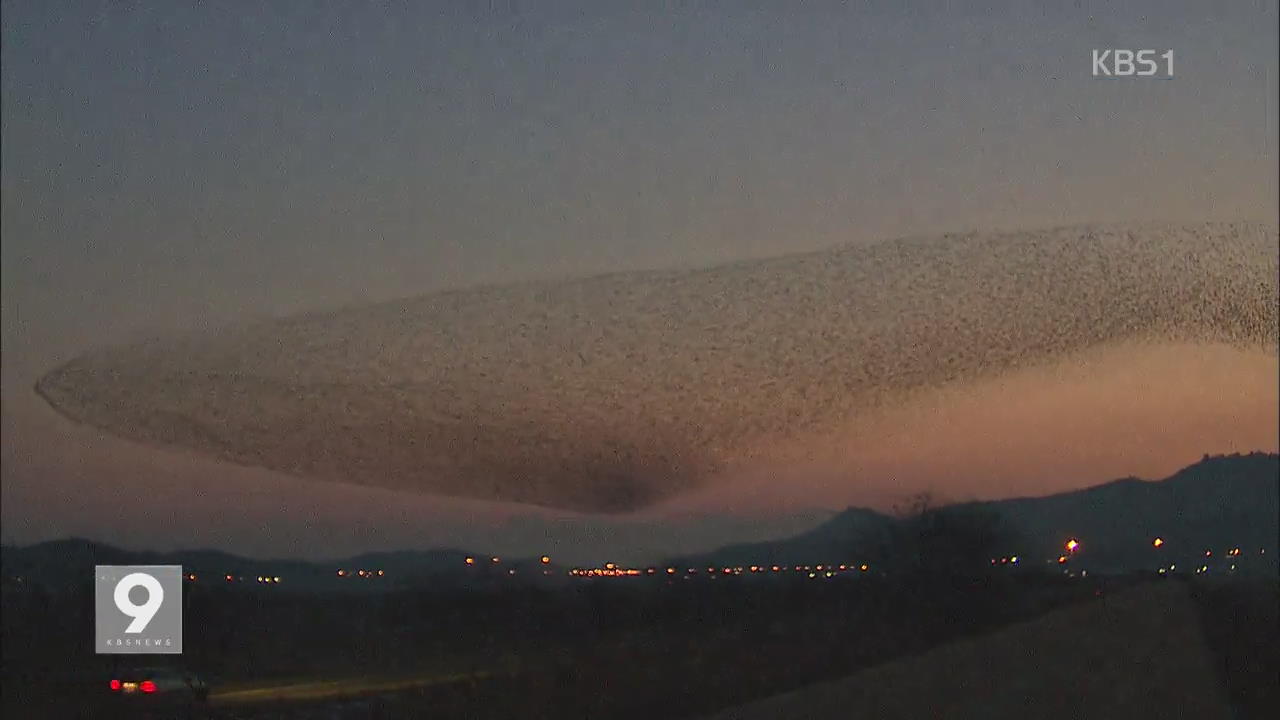 하늘 가득히..가창오리 군무 '장관' - KBS