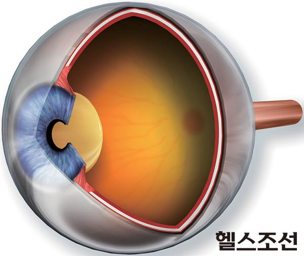 [헬스조선]눈의 구조 (사진 셔터스톡)