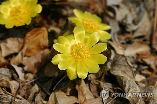 경남도수목원 봄꽃 복수초 (진주=연합뉴스) 경남 진주시 이반성면 경남도수목원에 핀 봄꽃 복수초가 활짝 펴 이른 봄소식을 전하고 있다. 2016.1.20 <<경남도수목원>> bong@yna.co.kr