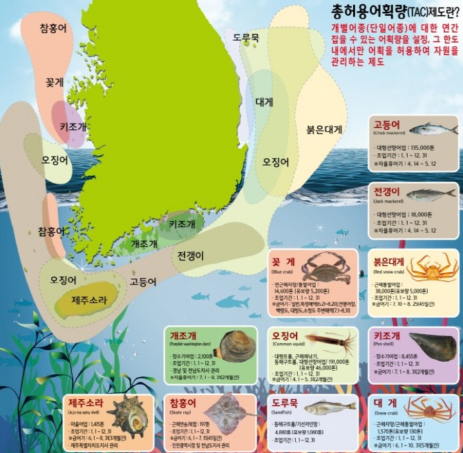 [海story]총허용어획량 줄이면 오징어 보호될까? - 이데일리