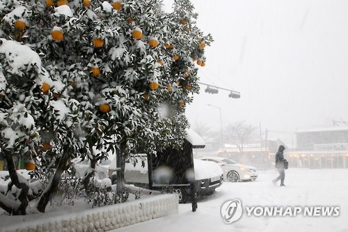 (제주=연합뉴스) 김승범 기자 = 23일 제주도 산간은 물론 시내에도 많은 눈이 내린 가운데 제주시 아라동 길가를 사람들이 지나고 있다. 2016.1.23     bjc@yna.co.kr