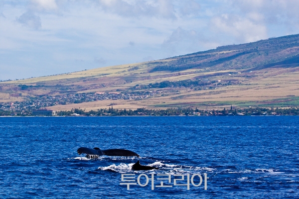 섬고래 이미지