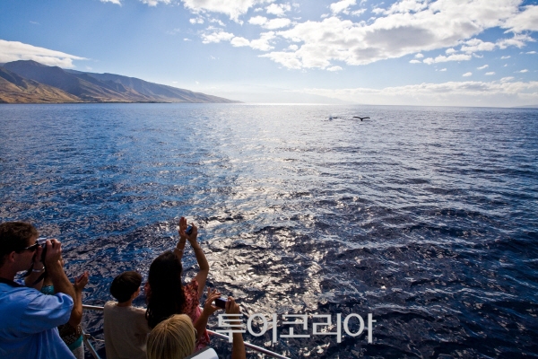 섬고래 이미지