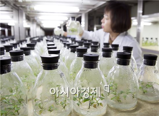 새순 이미지