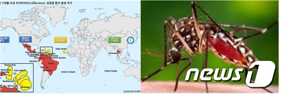 인도네시아서 '국내' 지카 바이러스 감염 사례 확인 - 뉴스1