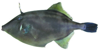 명태 이어 말쥐치·병어·옥돔 되살린다 - 한겨레