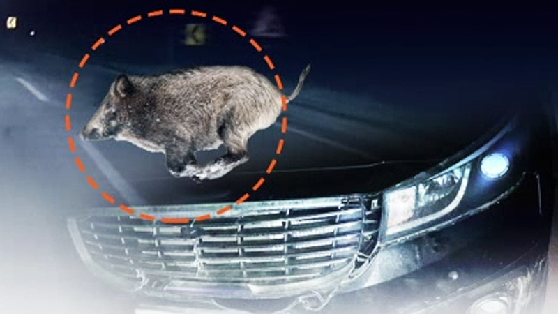 캄캄한 산기슭 운전하다가 '쾅'..멧돼지 주의보 - SBS