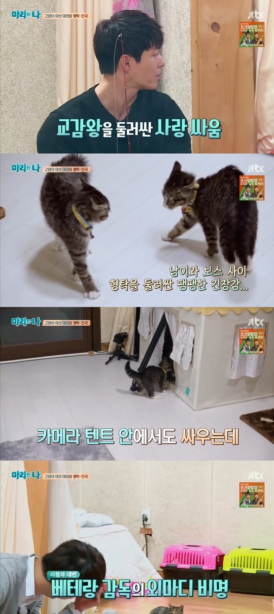 냥보스 이미지