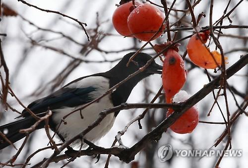 까치 이미지