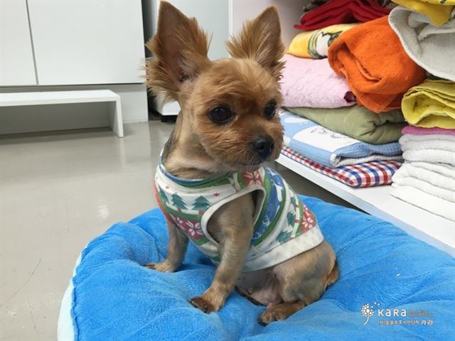 루비로사 이미지
