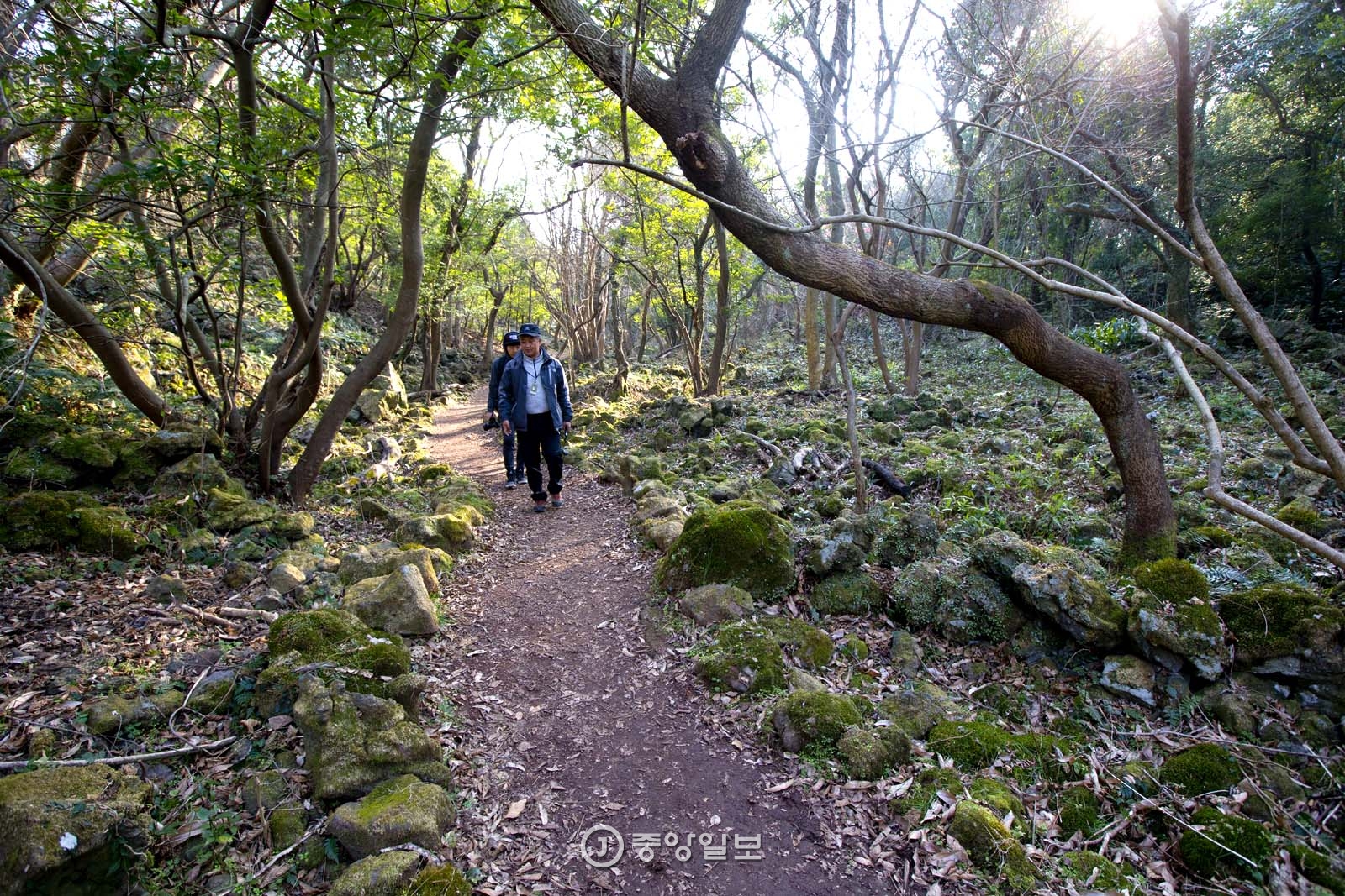 화순 곶자왈. 겨울에도 숲이 푸르다.