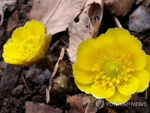 전국 곳곳 봄맞이 준비..'봄의 전령' 복수초 보려고 북적 - 연합뉴스