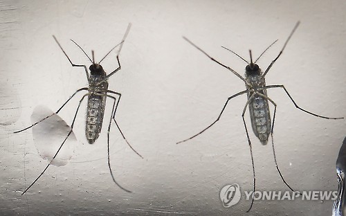 지카바이러스를 유발하는 이집트숲모기 [ EPA=연합뉴스 자료사진 ]