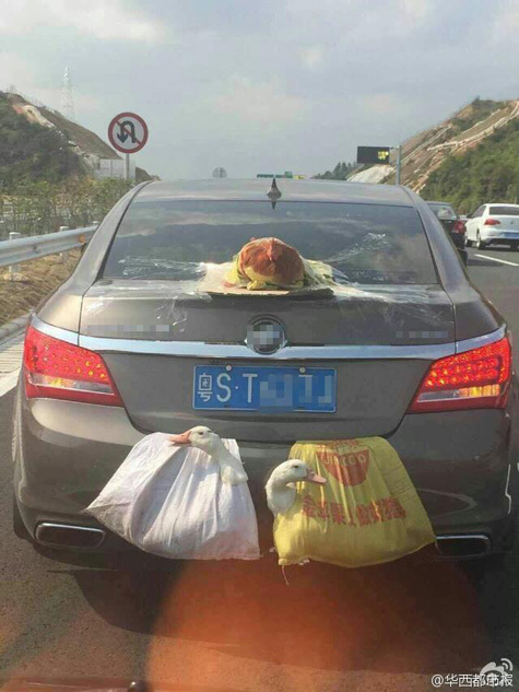 닭과 오리 이미지